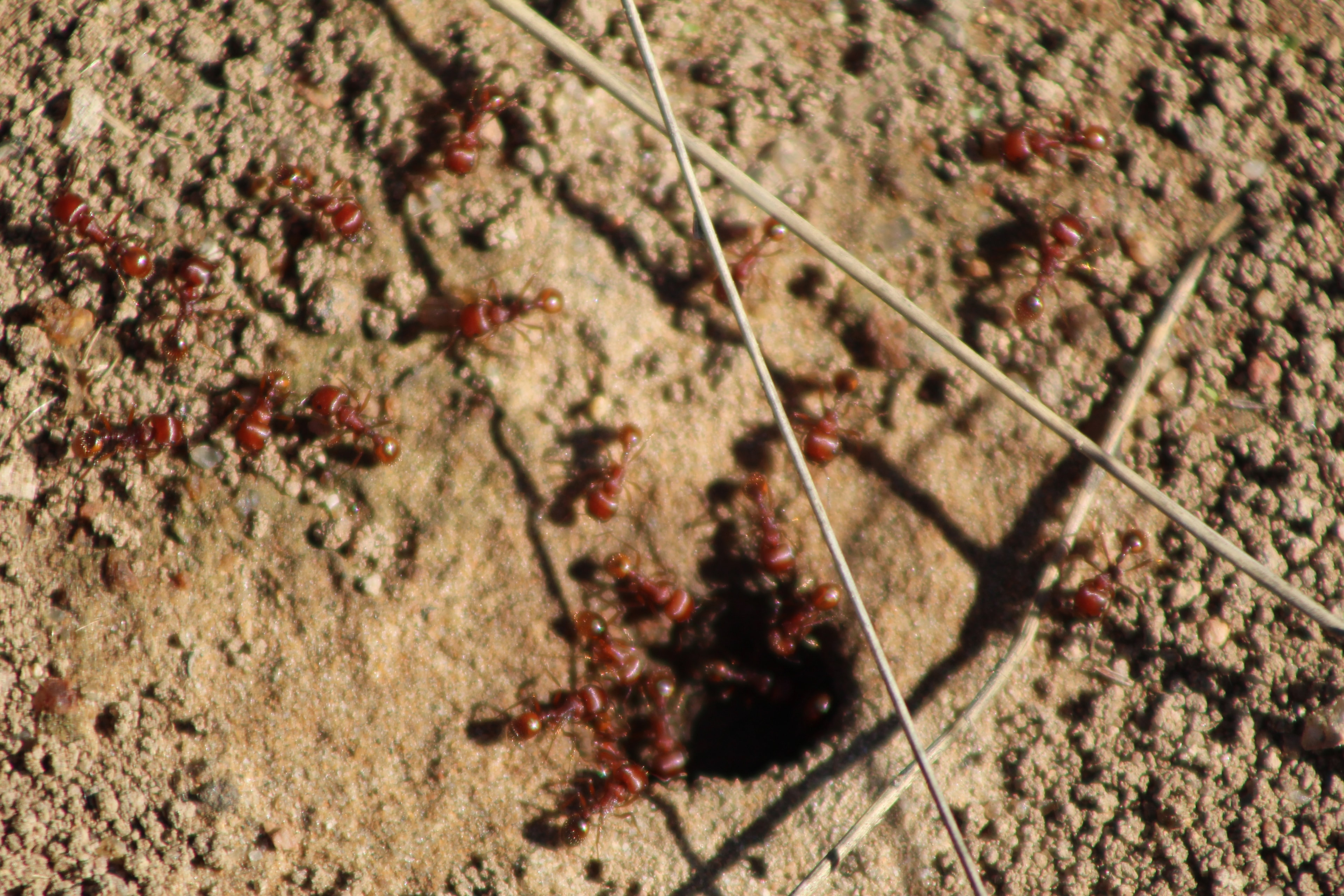 Red Harvester Ants