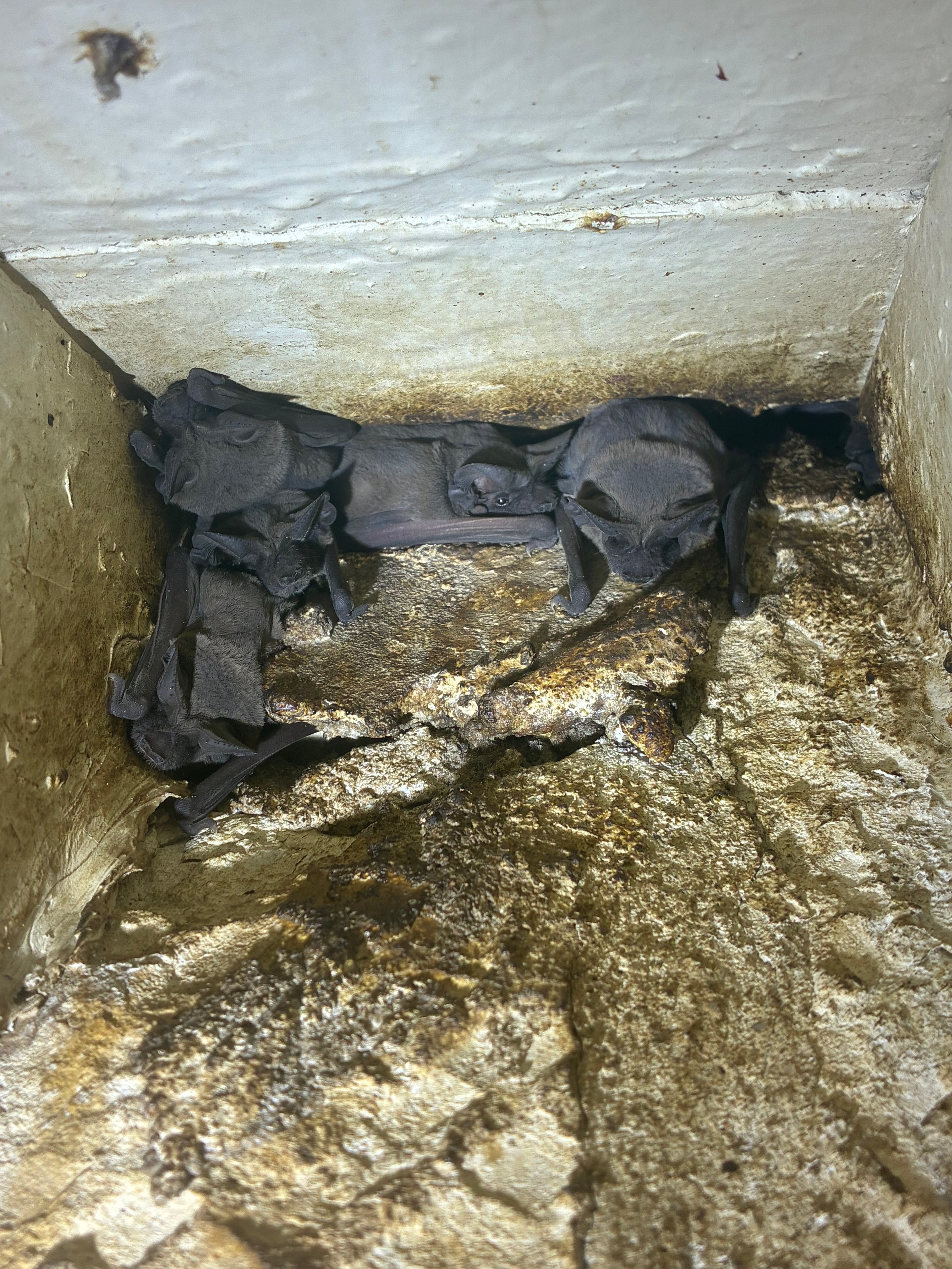 Bat Colony Removal