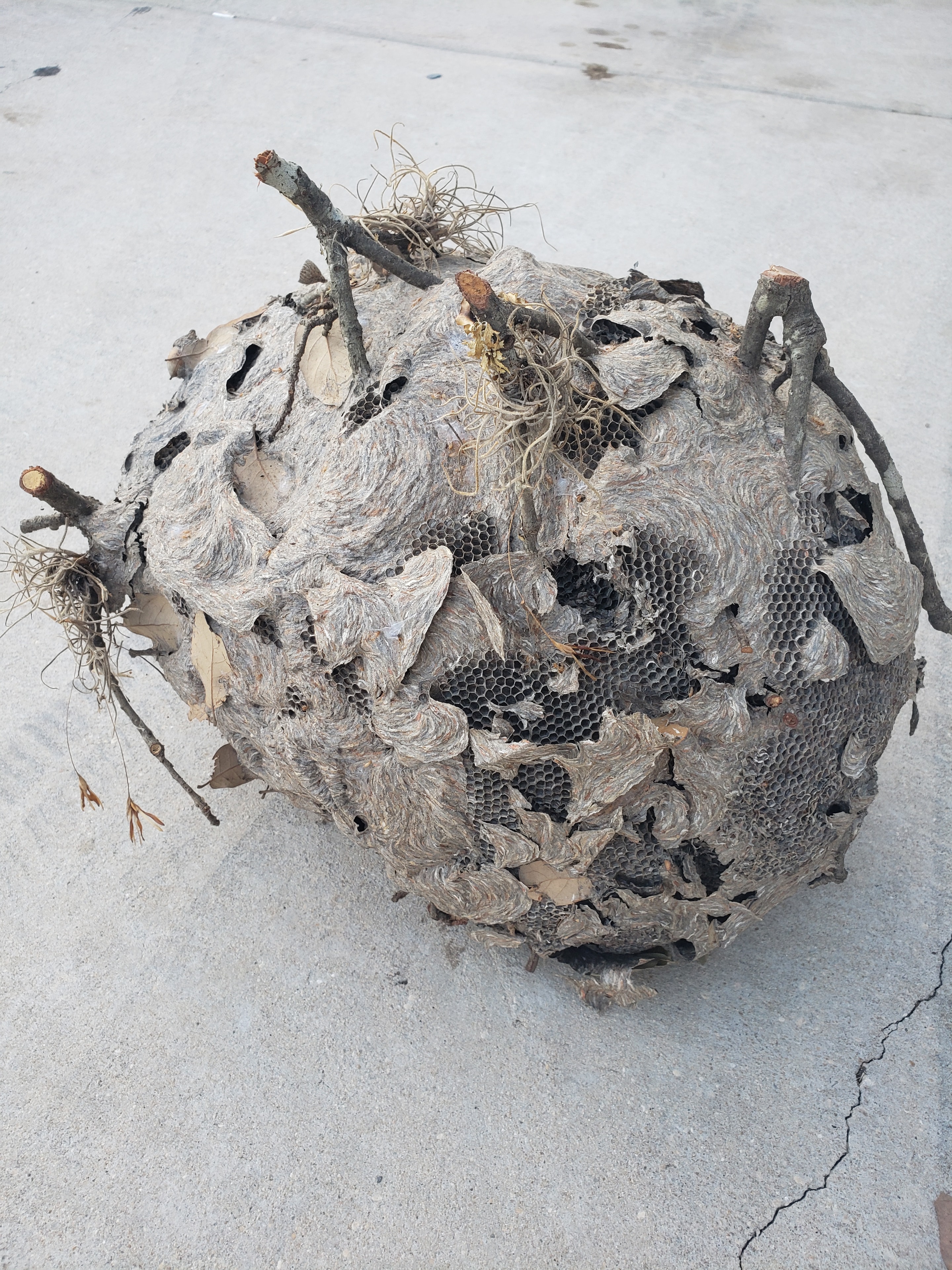 Bees at a Trunk Cavity