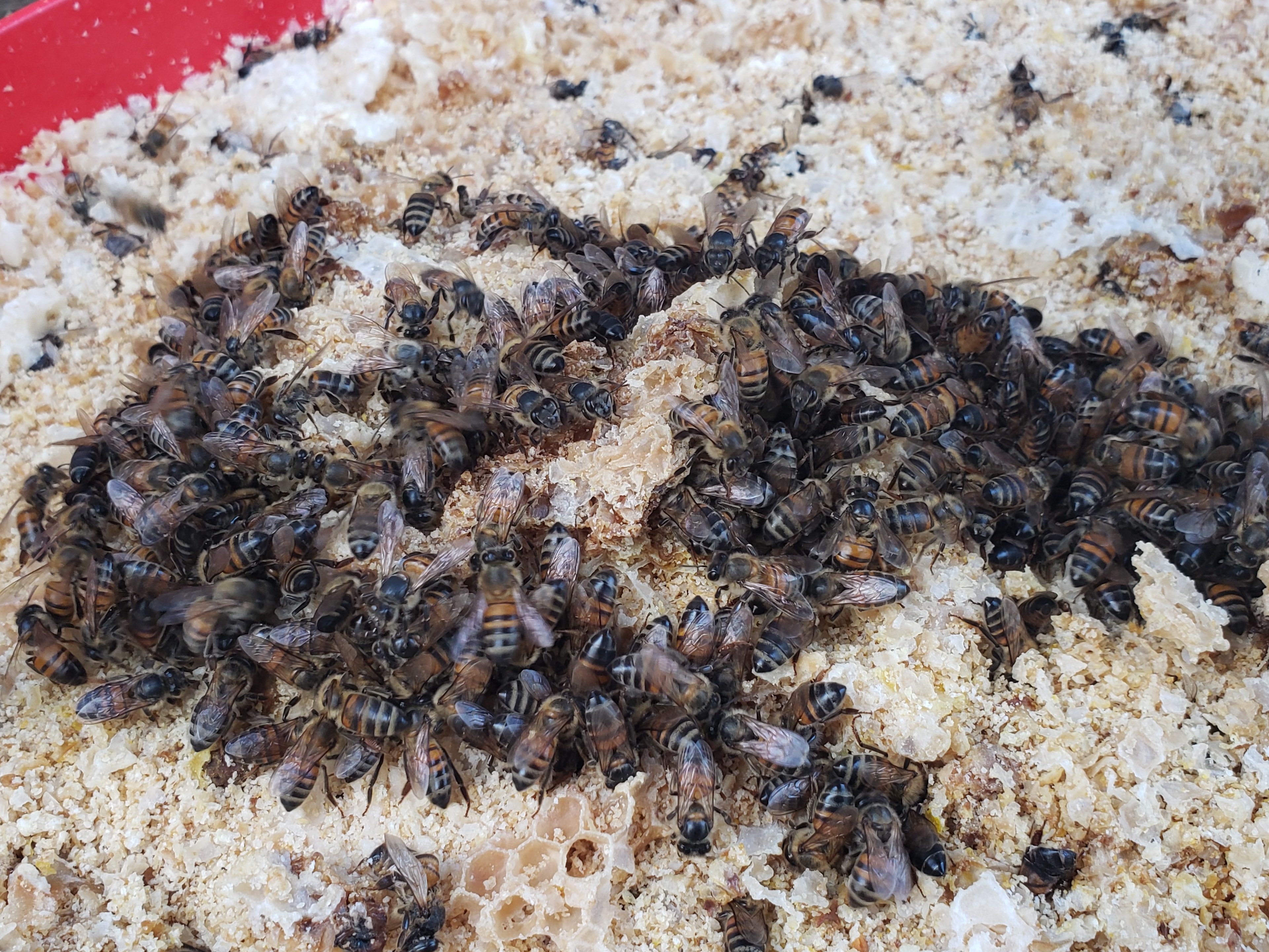 Bee Hive Removal