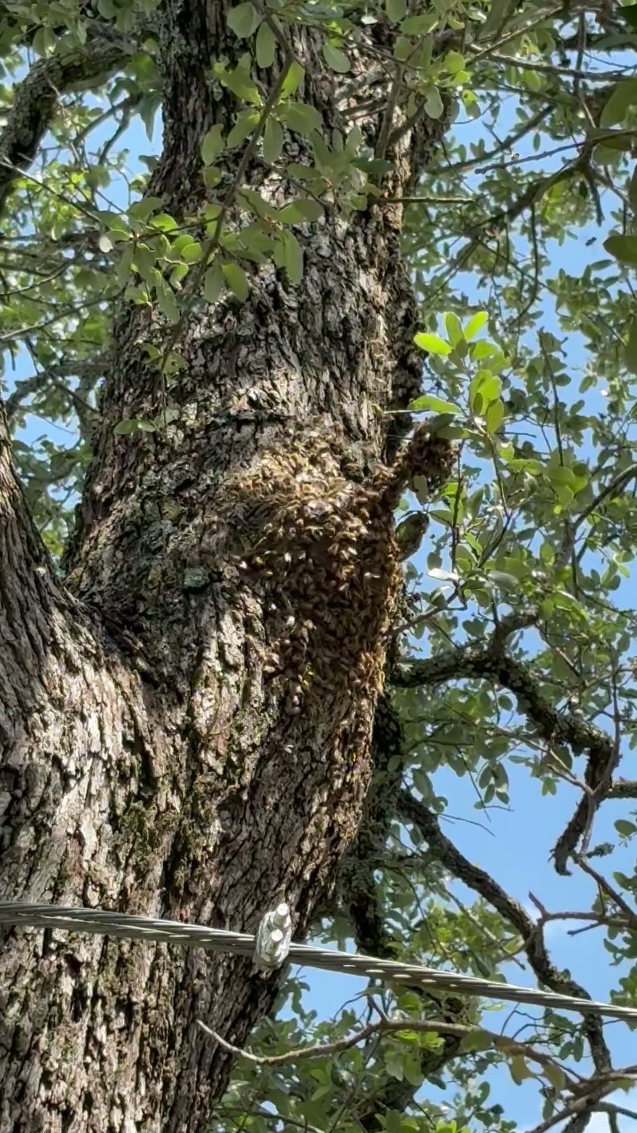 Bee Colony in a Live Oak