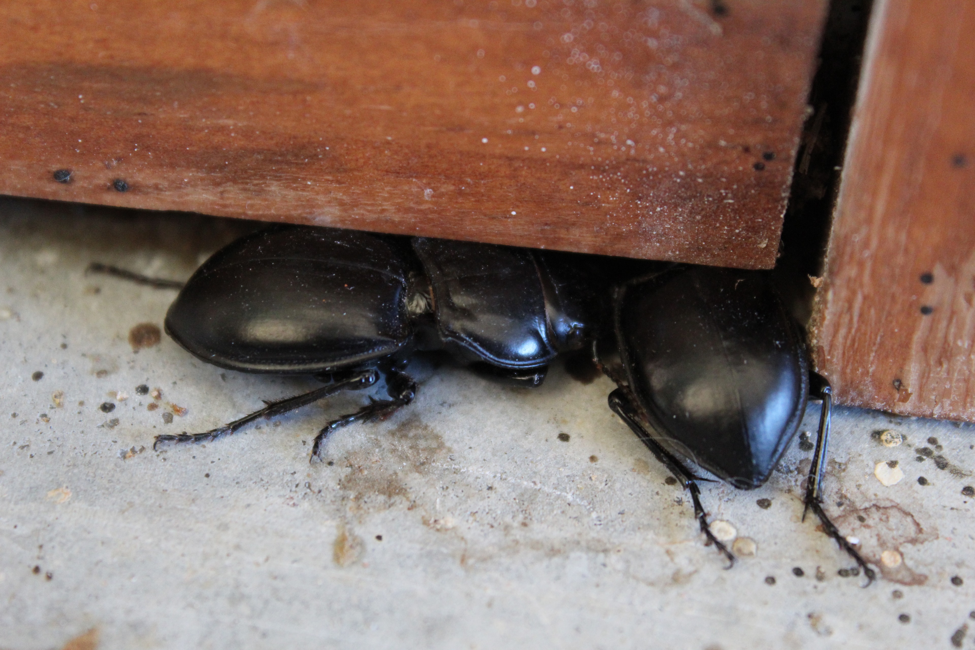 Beetle Identification & Control