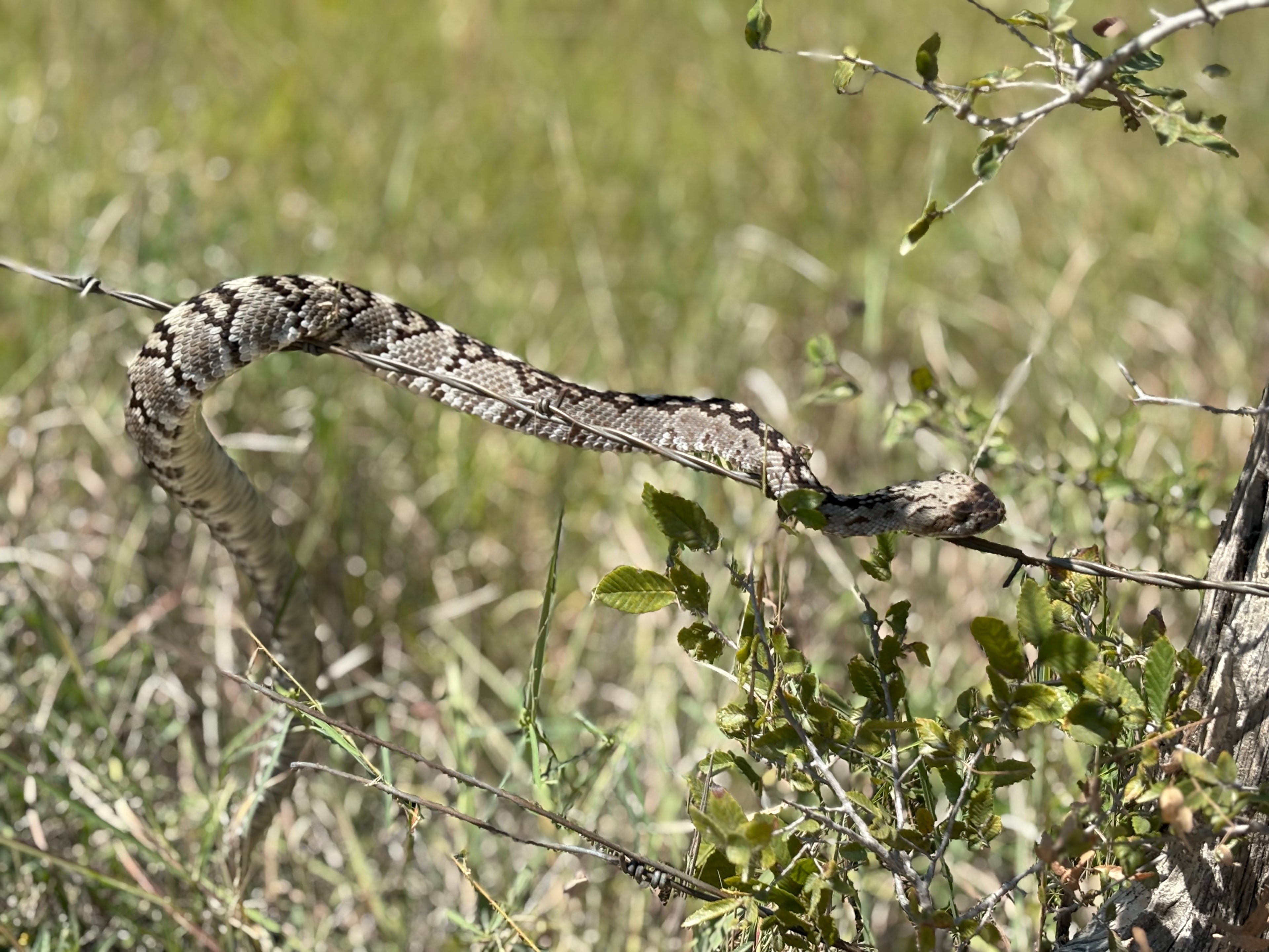 Coral Snake Release