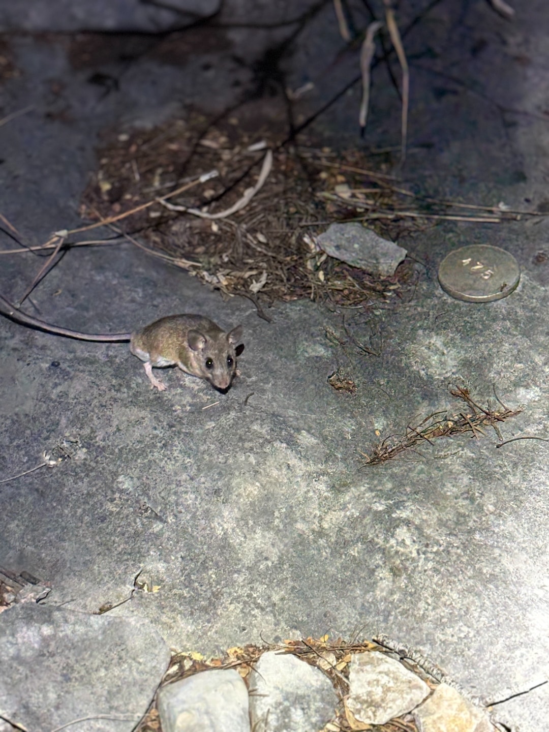 Mouse Removal