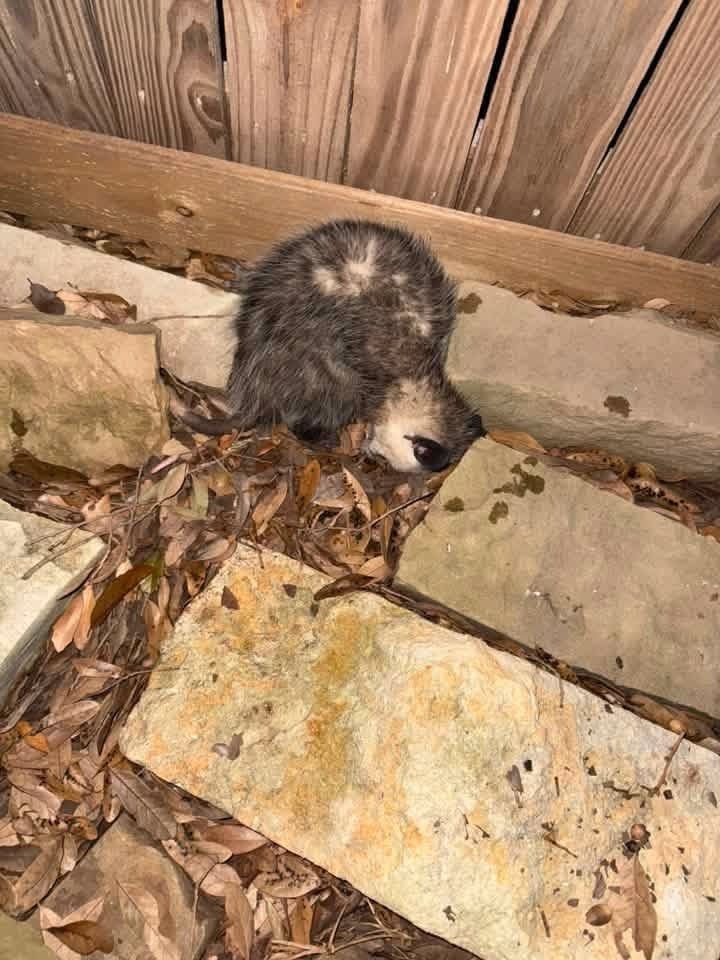 Opossum Removal