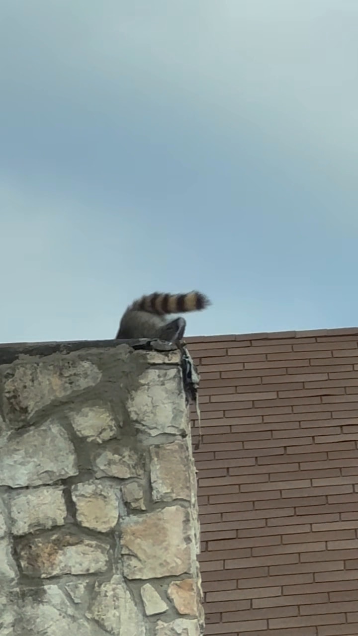 Raccoon Entry Point Removal