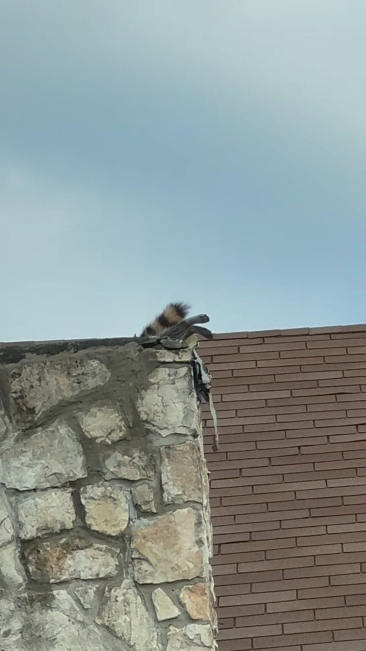 Raccoon Entry Point