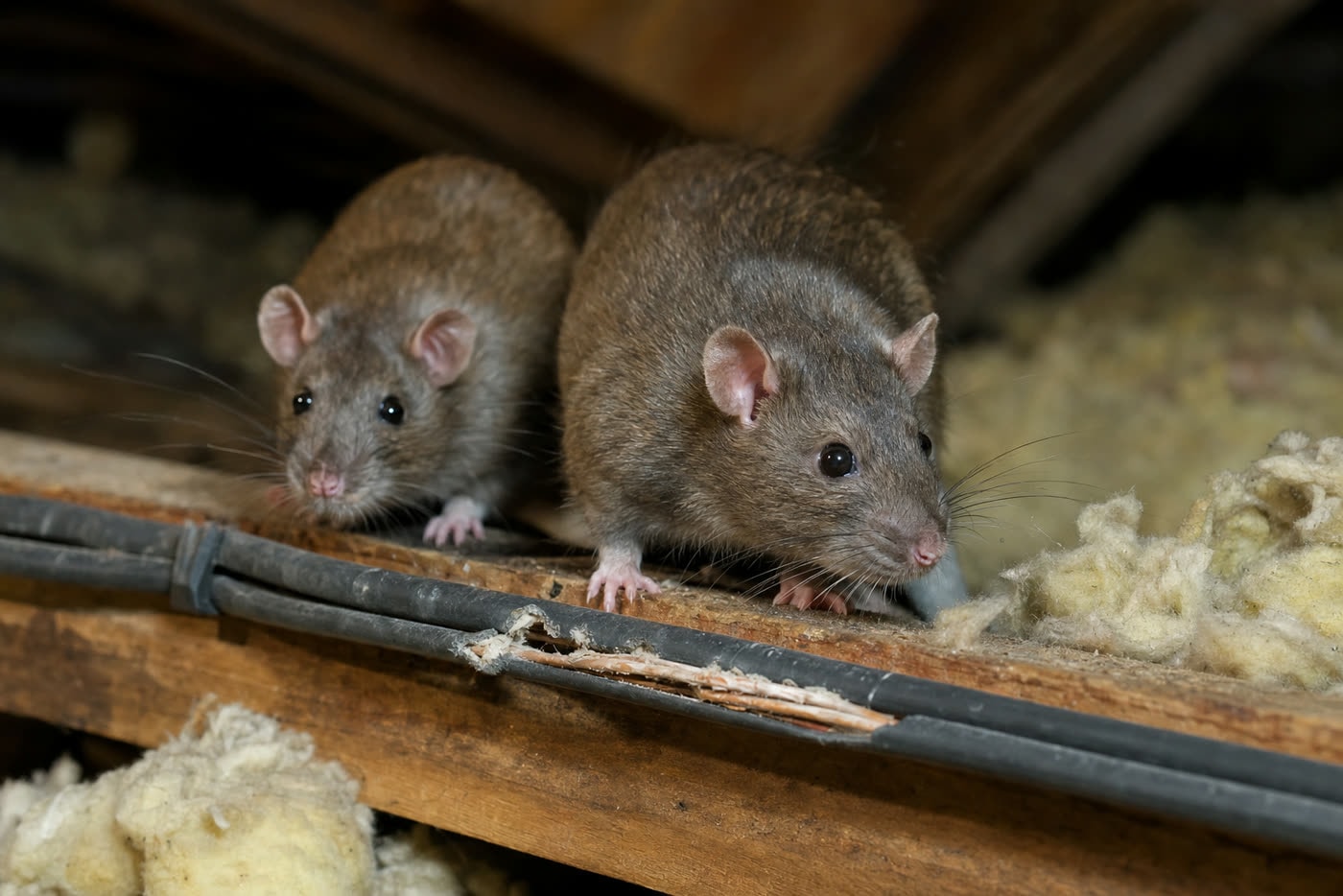 Rat Removal