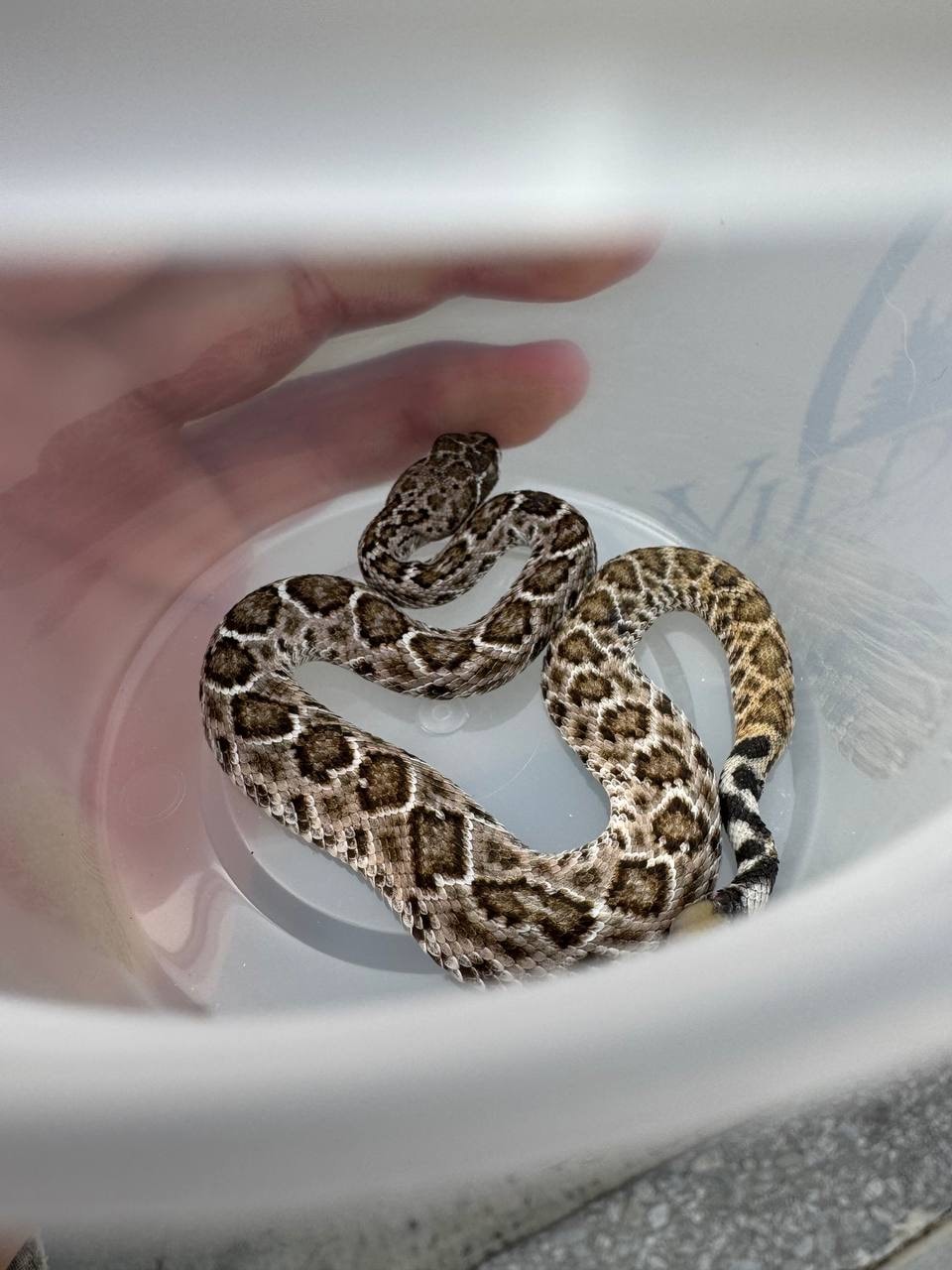 Snake Removal