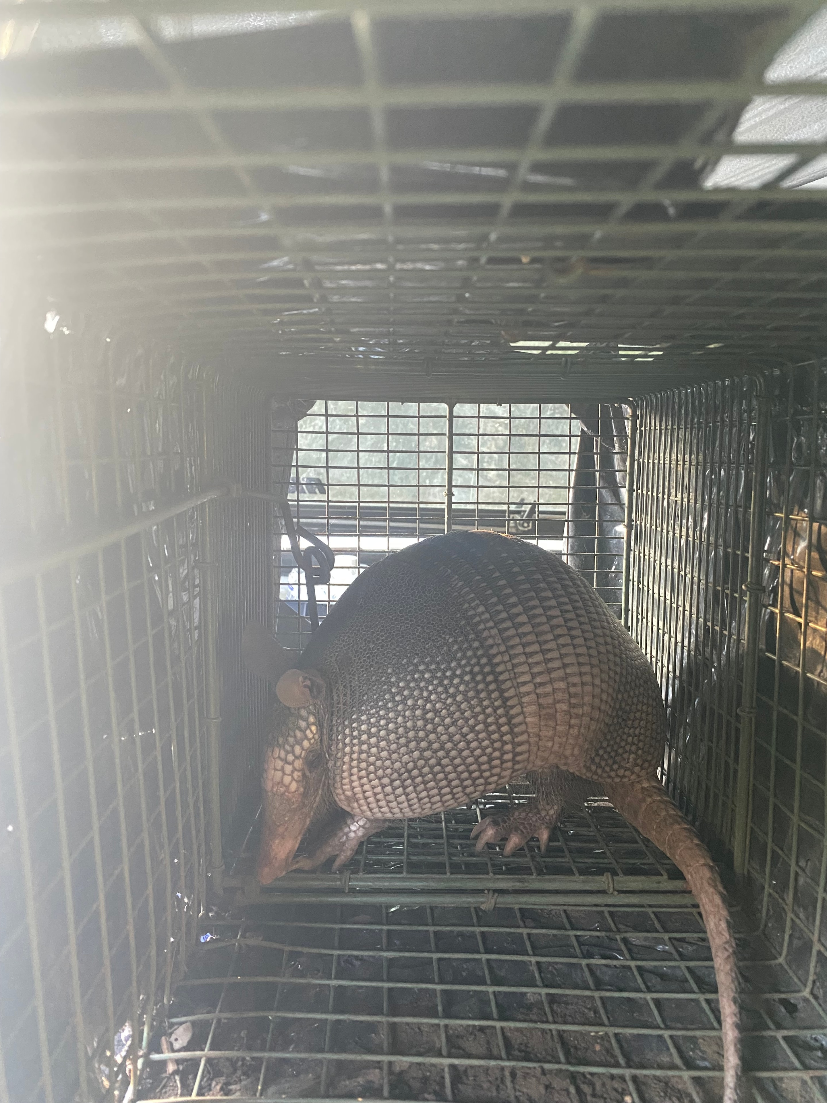 Armadillo