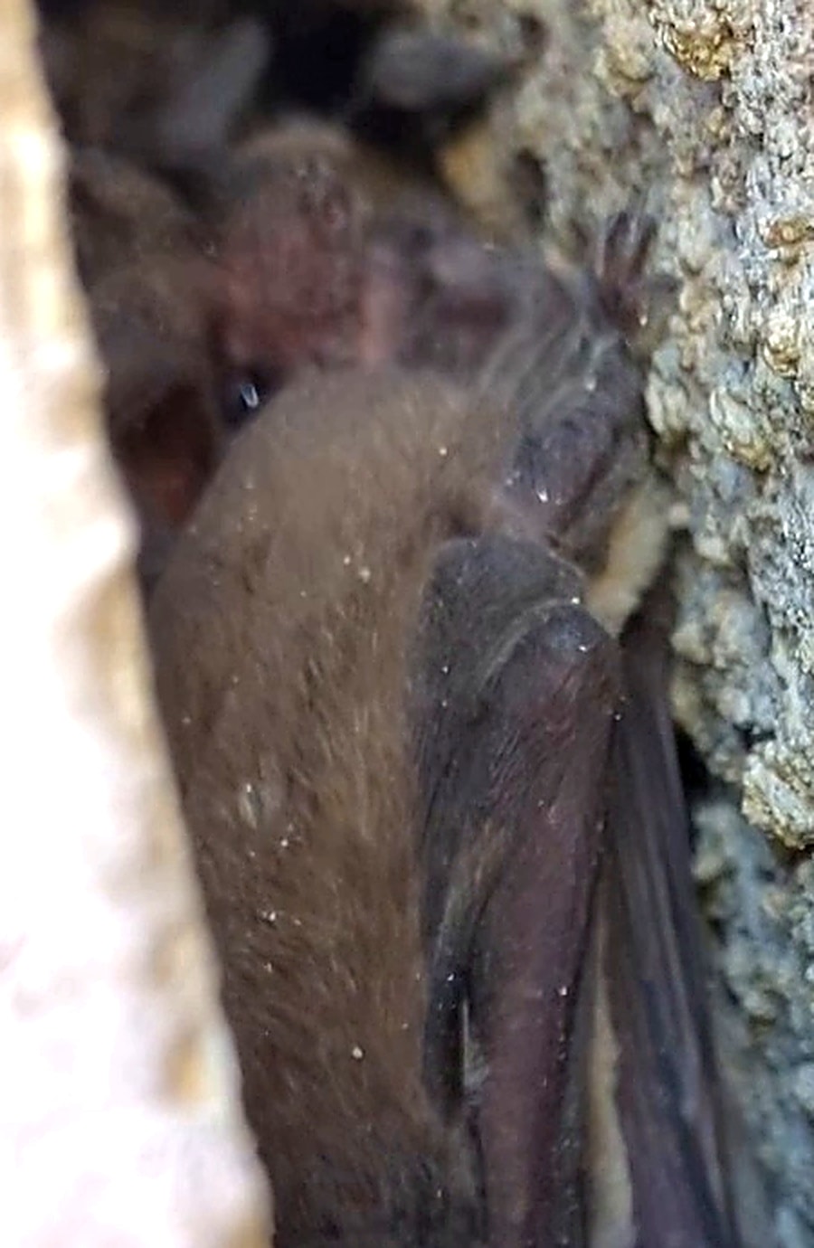 Bat Exclusion