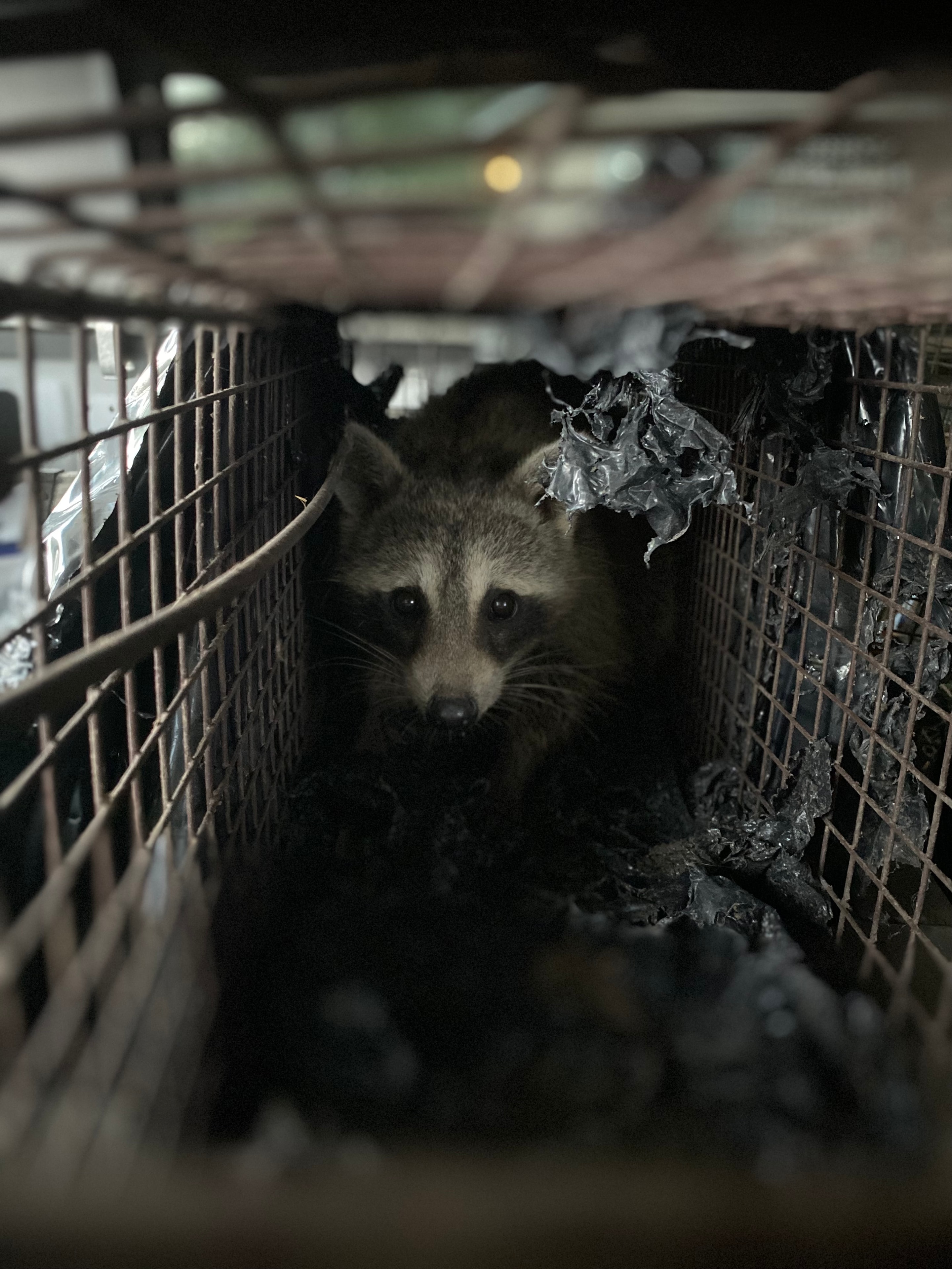 Raccoon Removal