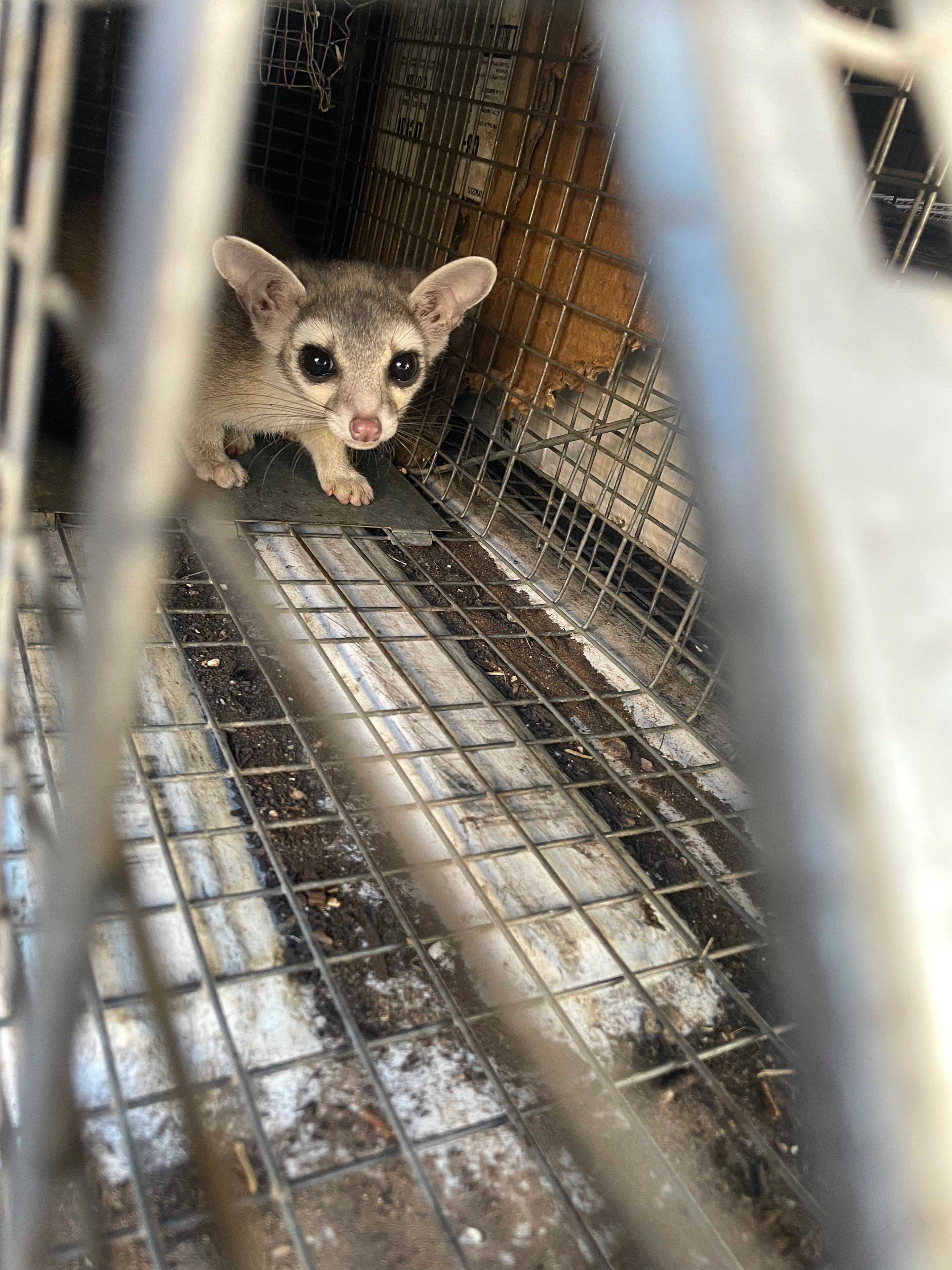 Ringtail