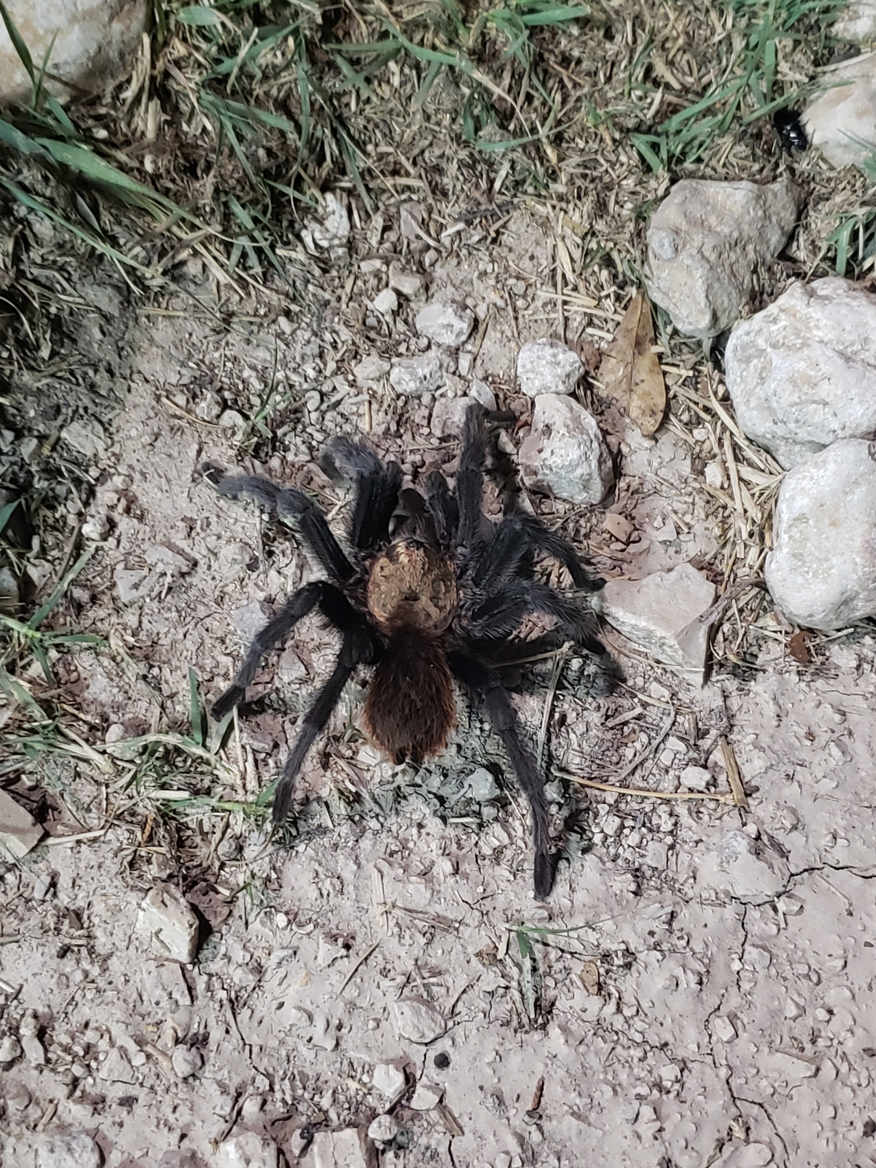 Spider & Arachnid Removal