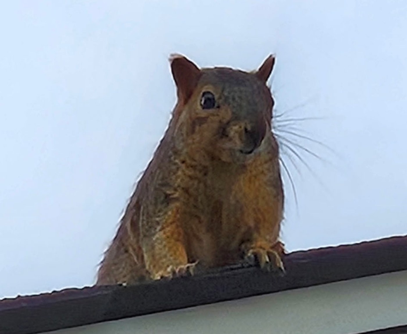 Squirrel Removal