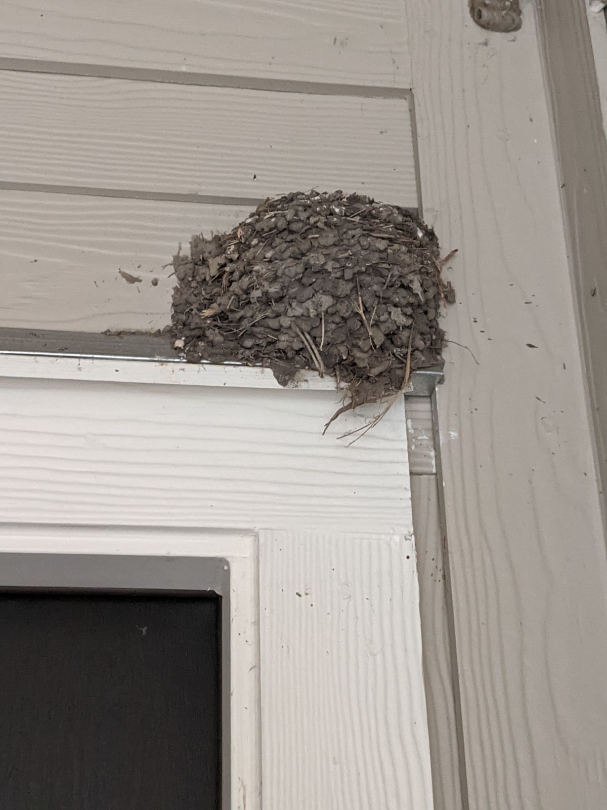 Barn Swallow Nest