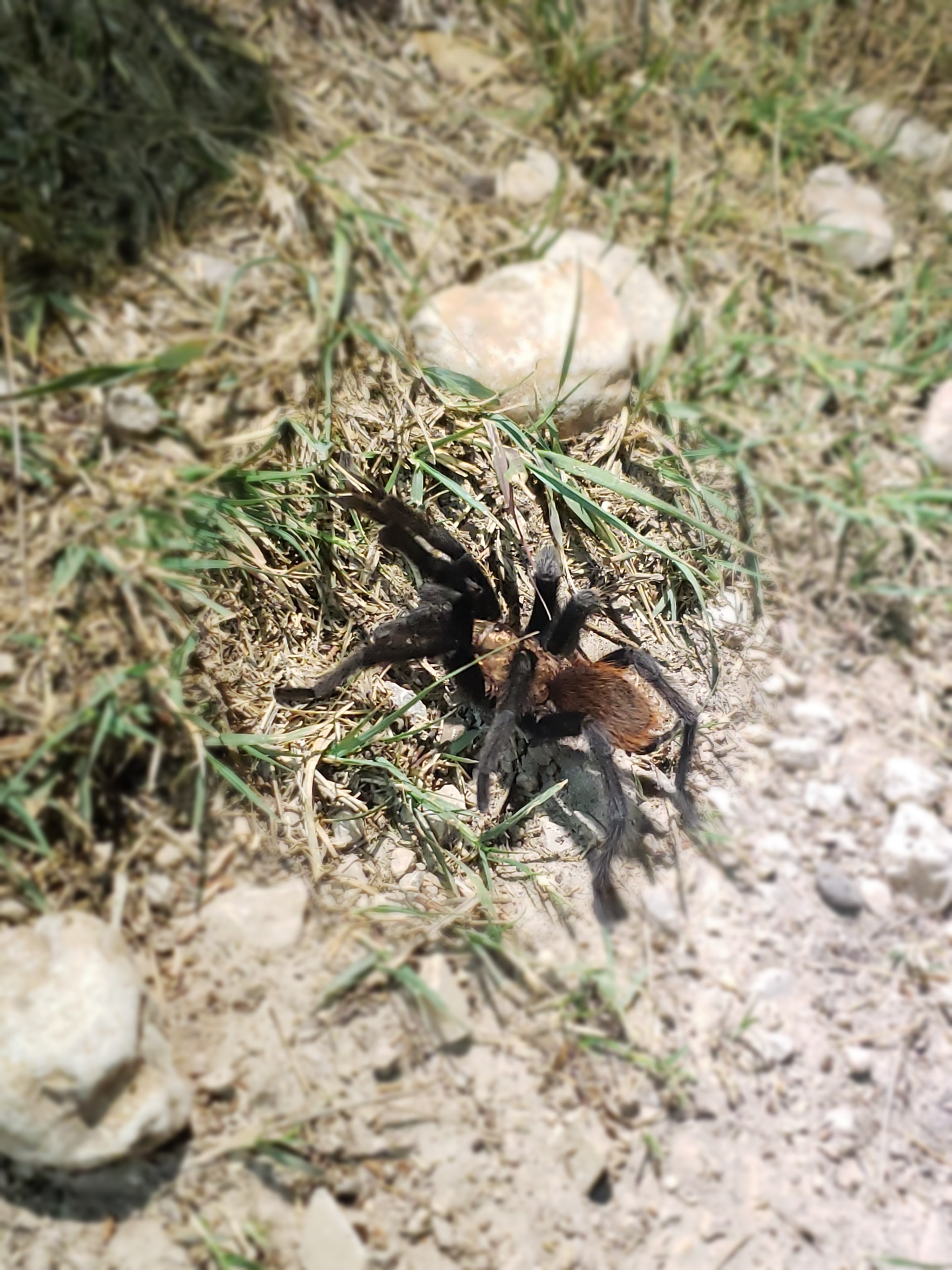 Tarantula vs Tarantula Hawk
