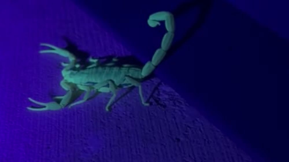 Scorpion Under UV Light