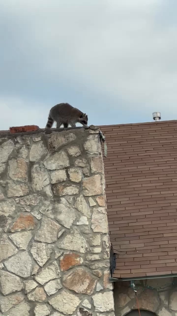 Raccoon in live trap cage